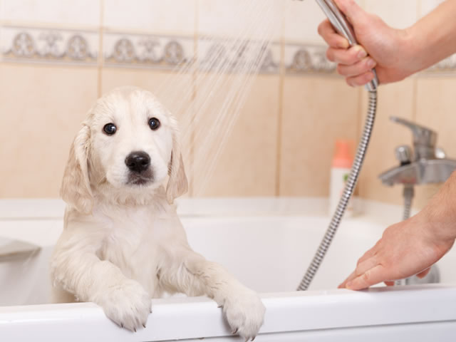 trucos para eliminar el olor de tu mascota en casa